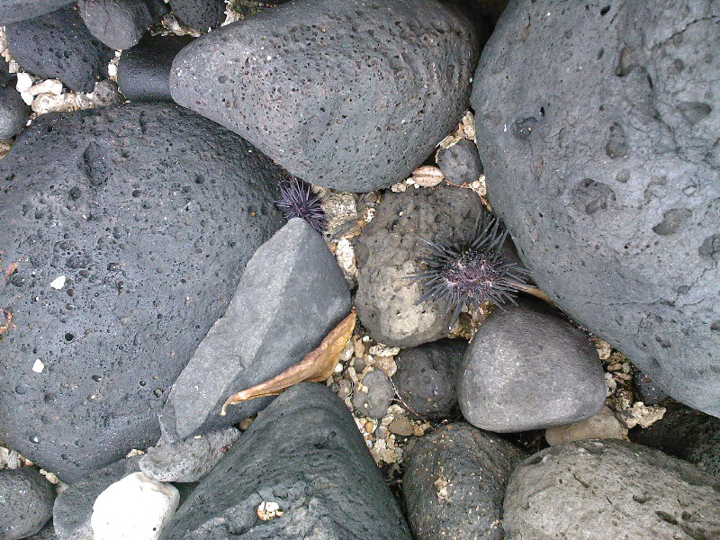 gal/Ile Maurice/SP_A0333_Tamarin_Hotel.jpg